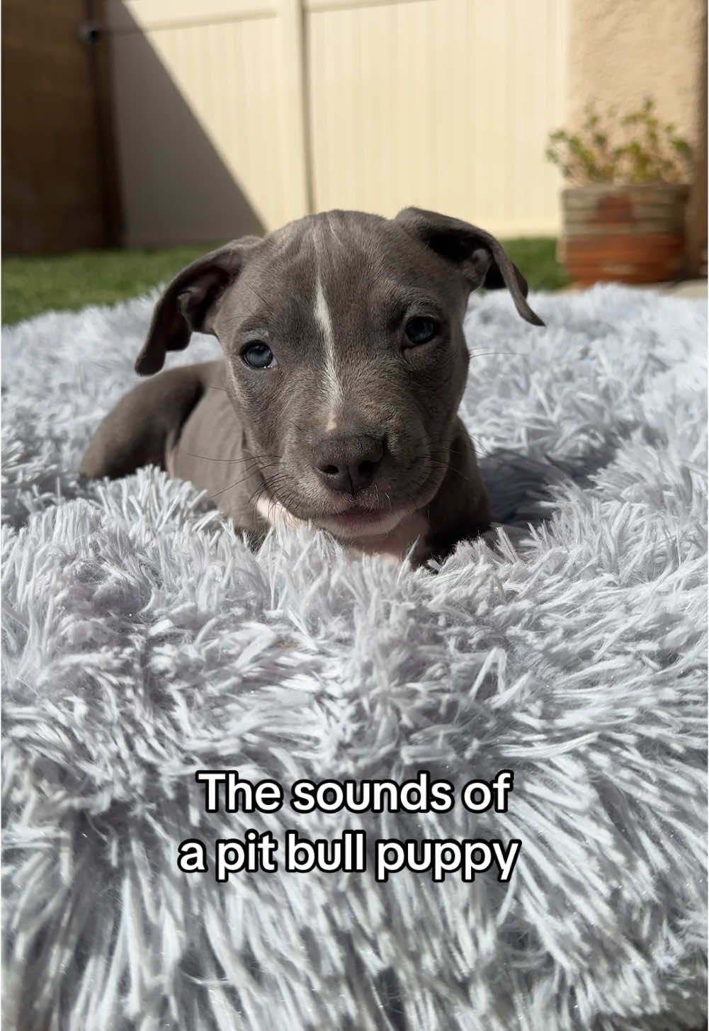🥰 #puppy #puppytiktok #fyp 