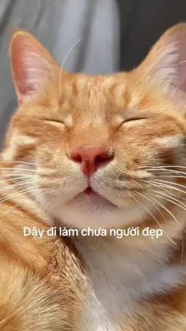 Người đẹp #cat #meow #CapCut #Meme #MemeCut #fyp #fypシ #xuhuongtiktok #dog #boss #funny #xuhuong #dangyeu #viral #cute #trending #Love #cưng_xỉu #trend 