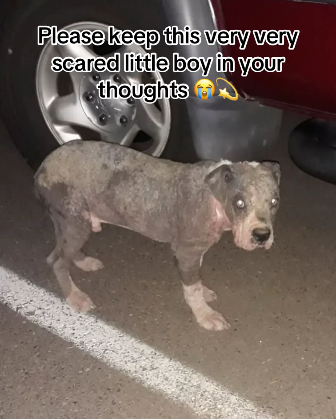 You are literally never going to believe the story behind the abandonment of this beautiful baby bully. Let’s just say our paths were meant to cross, we will share more details as soon as he’s safe in our care. Hold on Moby, we are coming for you. Please keep this very very scared little boy in your thoughts 😭💫 . . . . #streetdogs 