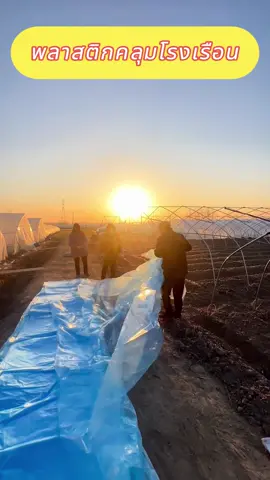 #พลาสติกคลุมโรงเรือน#ลาสติกใสโรงเรือน#พลาสติกโรงเรือน#greenhouse#ผ้ายางใสแบบหนา#พลาลติกคุมหลังคา#ผ้ายางโรงเรือน#พาสติกโรงารือน#พลาสติกใสกันฝน#พลาสติกคลุมโรงเรือน#พลาสติกใสคลุมโรงเรือน#พลาสติกคลุมโรงเรือน