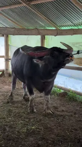 PESAWAT SUKHOI 💥💨 #tedongsilaga  #kerbaukontes #toraja #kpts #kptstoraja🐃🐃 #4u #masukberanda #fyp #fypage #foryoupage #xyabca #xyzbca 