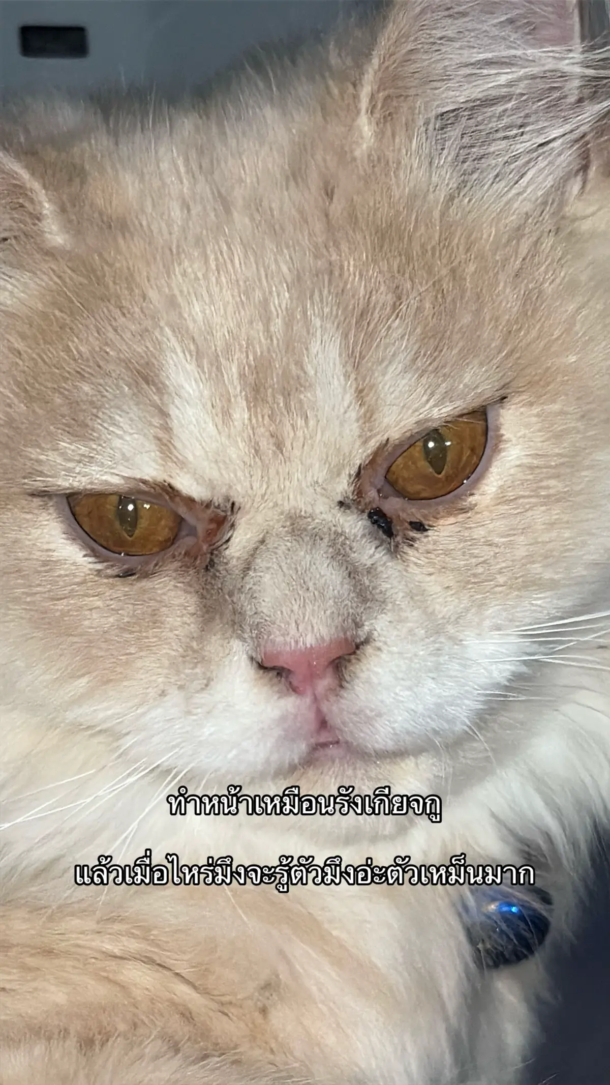 #fyp #cat 