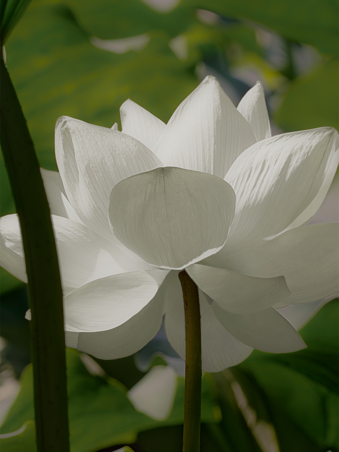 The petal remembers every note... it softens, it drifts with the tide, it dissolves into air... White Lotus floating between mist and memory, a breath of stillness. Yet, the water does not resist. Shop our collection inspired by the HBO Original Series The White Lotus, new season streaming on Max โน้ตความหอมที่ซ่อนในกลีบดอกอันอ่อนโยน… นุ่มนวล บางเบา มอบบรรยากาศแห่งความสงบและติดตรึงในทุกความทรงจำ #TheWhiteLotusxPANPURI #TheWhiteLotus #MaxAsia #PANPURI #LotusEclipse