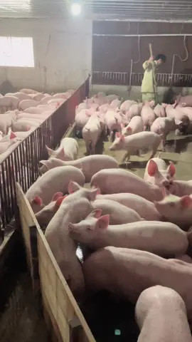 Đã đạt được ước mơ có hàng trăm em theo đuổi 😁😁#channuoiheo #thucanchannuoi #heogiongdep #mouocnhonhoi 