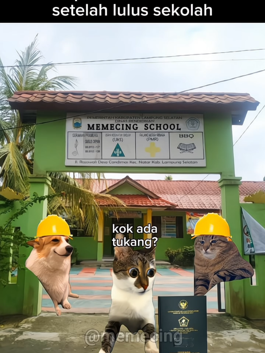 sebaiknya jangan gegabah🗿 #meme #memekucing #kucingtiktok #memecat #fyp #viral  ib: @meow.meme20 