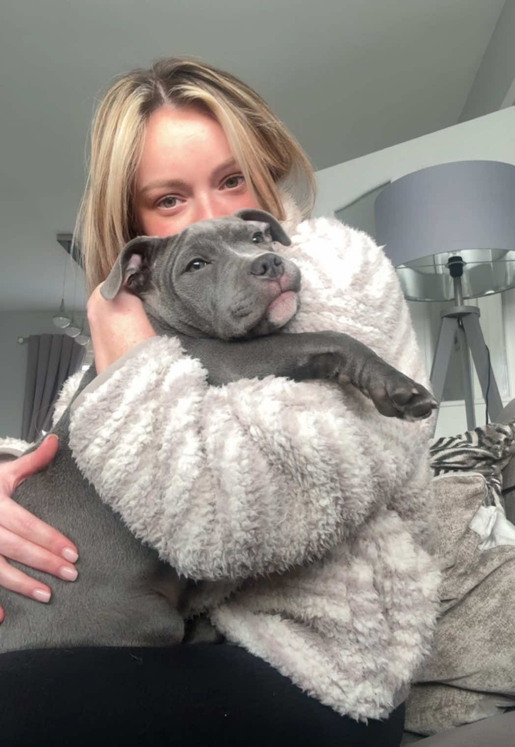 My literal second baby 🩵 #staffy #puppy #staffypuppy #staffordshirebullterrier #bluestaffypuppy #roccothebluestaffy #bluestaffy #puppylove #