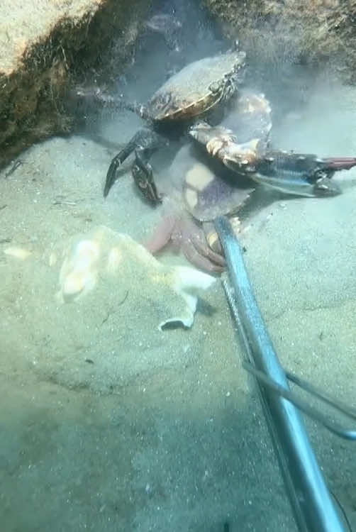Crab said: you can mess with me, but not with my wife 😍 #seefood #beachlife #Vlog #fish #fyp #foryour #trendingvideo 