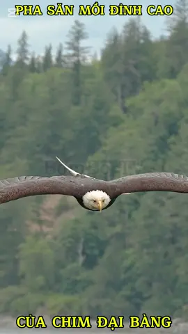 Pha săn mồi đỉnh cao của Chim Đại Bàng #bombotv #daibang #dongvat #dongvathoangda #thiennhien