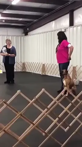 funny dogs #funnyvideos #dog #cat #talkingdog #talkingcat #pet #animals #foryou 