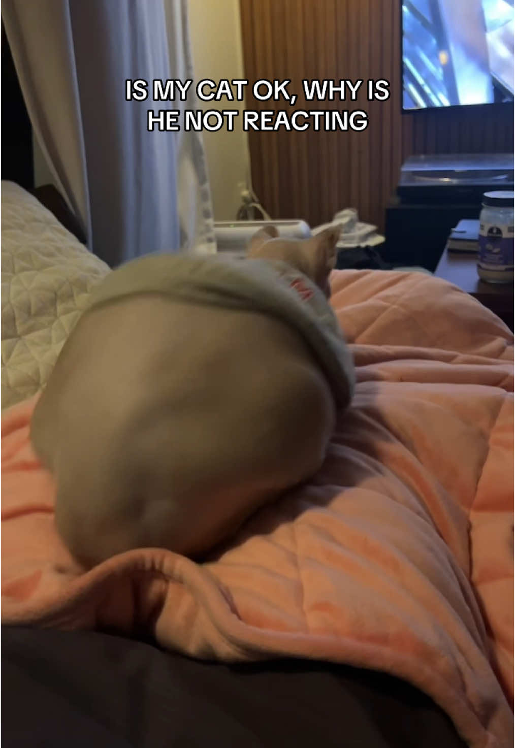 Yes believe it or not, he is a cat #cattok #sphynxcat #catsoftiktok #creatorsearchinsights 
