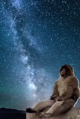 mono daconte #humor #tik_tok #fyp #viral_video 