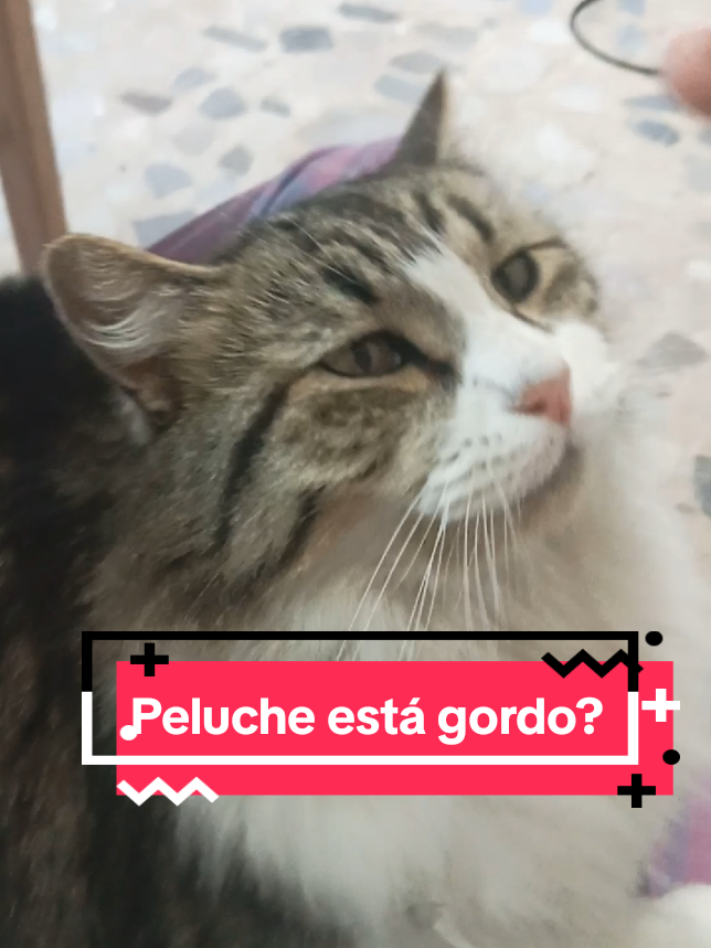 Cuando le digo a mi gato que está gordo  #humor #michi #cats #gatitostiktok #gatos #kitis #peluche #humorgatuno 