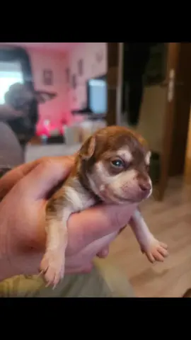 Endlich können die Mäuse was sehen.   #suchteinzuhause #babydog #babylove #chihuahualove #pragerrattler #minipuppy 