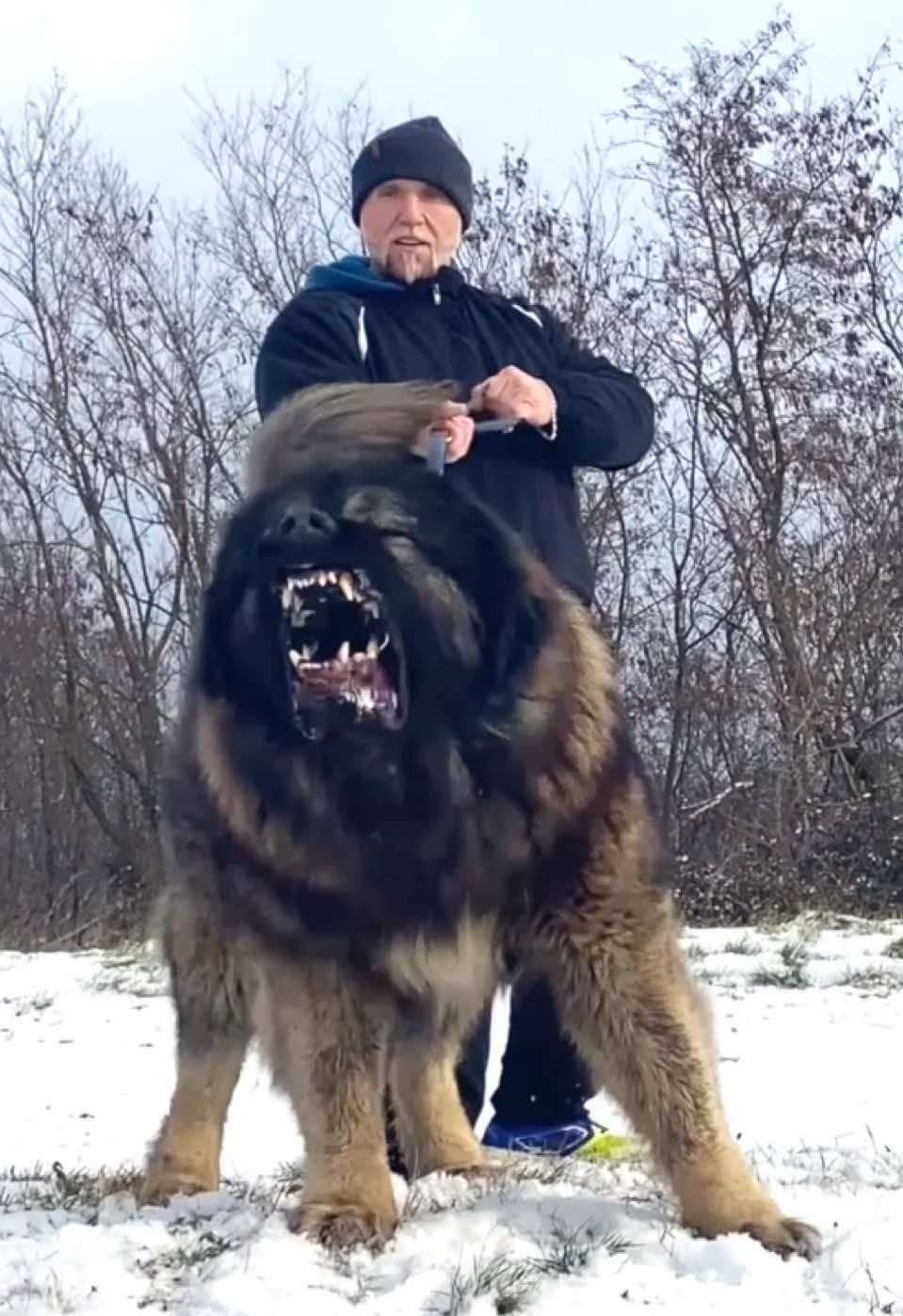 A dog like a grizzly bear 🐻 #jozodogs #dog #dogs #bigdogs #animals #caucasianshepherd @Ivan.JozoDOGS 