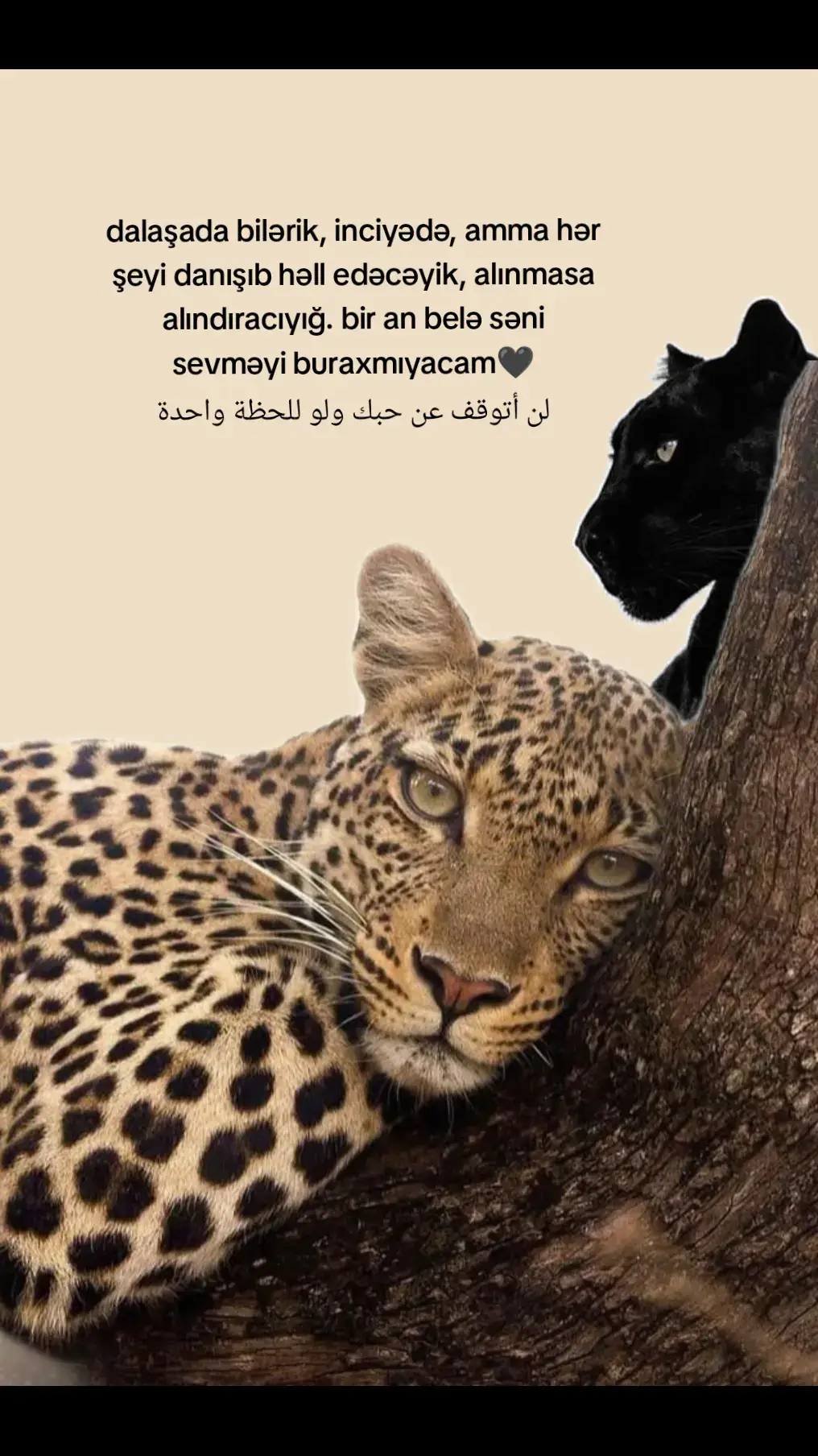 #fypシ゚ #fypp #keşvet #beniöneçıkart #keşfetteyizzz #keşfeteyizzzzzzzzzzzzzzzzzz #pragma .22
