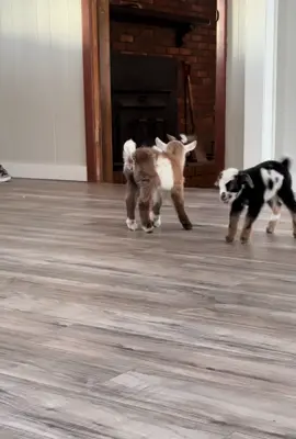 Someone’s got the hops! #hops #babygoat #playing #funnyvideo #fyp #cute #godsblessings #goat #mini #socute 