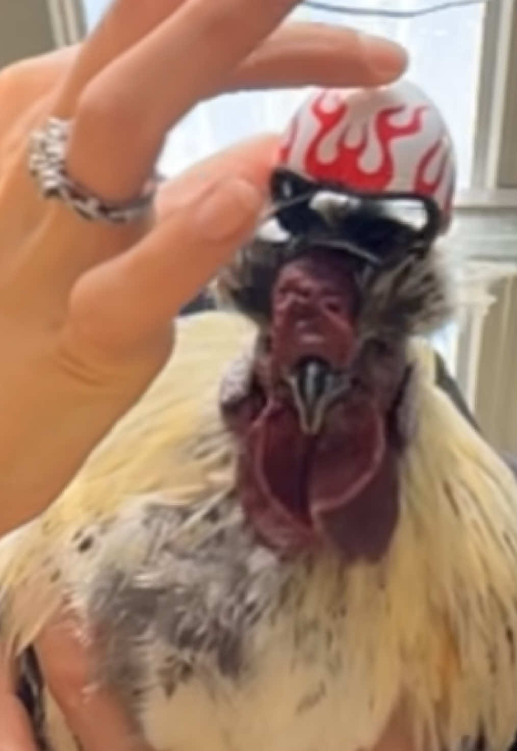 Sorry Bell Beans 🤣 - - - #helmet #chickenhelmet #belltherooster #bell #motherhood #motherhoodjourney #chicken #chickens #chickensoftiktok #fyp #cute #sad #interesting #education #educational #learn #farmanimals #farm #share #cuteanimals #broody #broodyhen #hatching #hatchingeggs #hatchday  #incubator #chickentok #share #like #comment #joke #comedy #laugh #probsbitching 