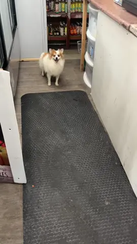 كلب ابن كلب#الشعب_الصيني_ماله_حل😂😂 #explore #fyp #نيورك #نيورك #امريكا #اكسبلور #مغترب #newyork 