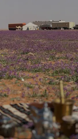 خزامى مشذوبه..😍🥀 . . . . . #ربيع #خزامى #مشذوبة #ابل #عزبه #مجاهيم #كشتة #كشته_طلعه_بر_وناسه #اكسبلور #سحاب #خيمة 