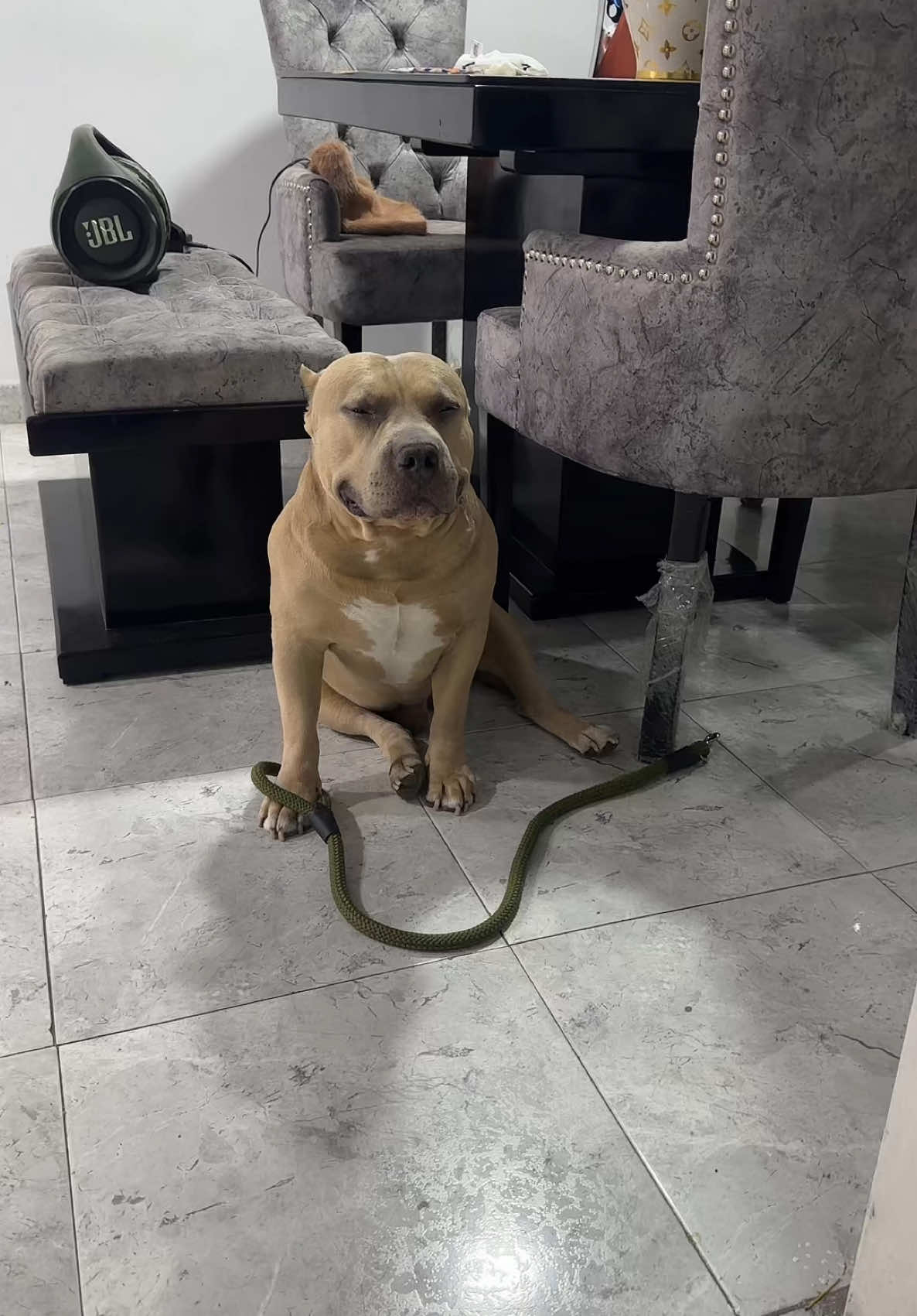 En tu mente 🤯🤣🐶#vikingo606 #humor 