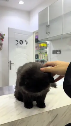 مواصفات برونو في الفيديو: 