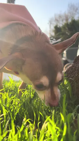 Dog asmr #dogasmr #dogsoftiktok #eatinggrass 