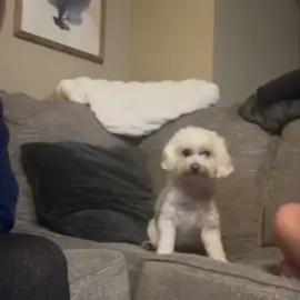 Best clap ever.. 😊 #dog