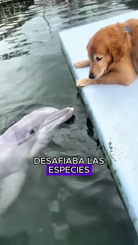 A dog’s best friend #asmr #asmrsounds #friendship #amazing 