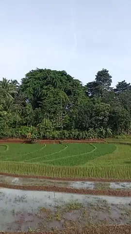 #disawah #pegunungan ##talagasari 