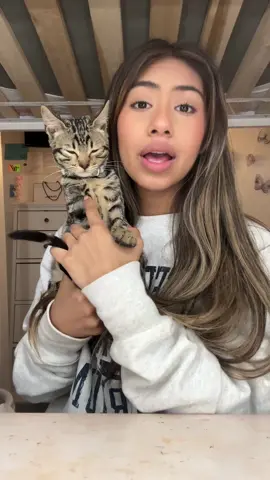 Get UNREADY with me and jasper! pt. 1 #fyp #viralvideo #cats #grwm #foryourpage #grwmroutine #cat #viral? 