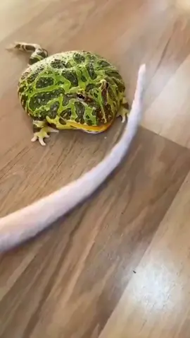 Playful frog bites cat #cute #kids #pet #PetsOfTikTok #frog 
