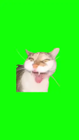 Screaming cat meme  #discord #protemplate #capcut #capcut2025 #viralgoals #fyp#greenscreen #meme #memes #GREENSCEEN #greenscreenvideo #viralmeme #nfl #SuperBowl #UFC #cats #dogs 
