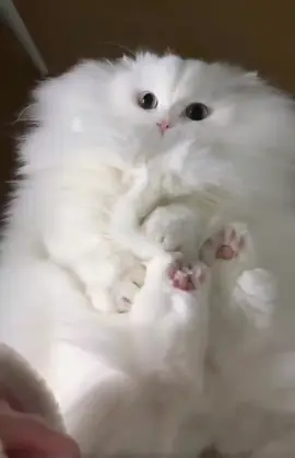 White Marshmallow #cat#catslovers #cutecat #catfashion #fyp 