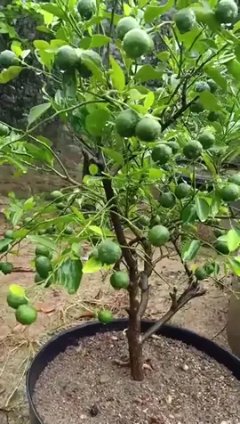 bibit jeruk limo#cepatberbuah #tanamanbuah #bibitunggul #bibit #tanaman #tanamanviral #benih #tanamanherbal 