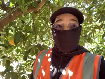 Làm Farm bên Úc vui lắm! Không đi Úc là thiệt!!! #mildura #pickinggrapes #visa462úc🇦🇺 #2025 #cogiaodiuc #viral #xuhuong #visa462workingholiday #austraylia🇭🇲 #visa462 