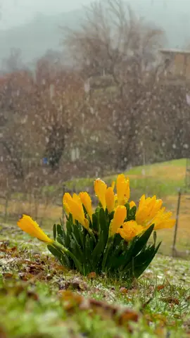 Kurdstan ❤️☀️💚  #kurdstan #photography #nature #natureza #naturelover #imravo✅ #tiktok #activ #foryoupage #📸🏔️ #iphon #CapCut 