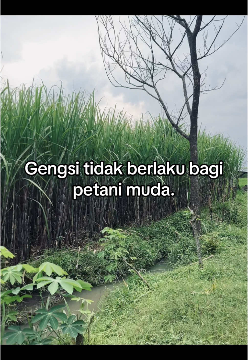 #petanitebu #petanimuda #storytime #petanigenz 