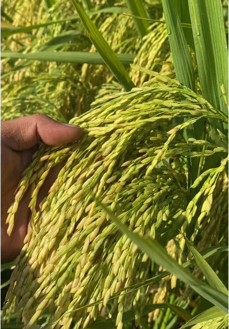 Aku bingung kue bingung🤣 #foryou #padi #petani #viral #fyp #padibalap💪🏻🌾 #petanimuda #petaniindonesia🇮🇩🇮🇩🇮🇩🌿🌿 #viralid 