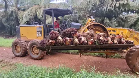 operator legend. ada lawan? #planterssawit  #gleder  #alatberat  #perkebunan