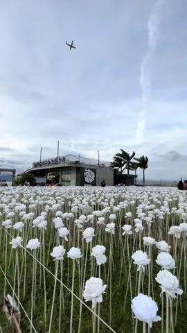 10,000 Roses 🌷 #cebu #cebutour #fyp #fypage #fyppppppppppppppppppppppp #fypシ゚ #for #foryou #foryoupage #trending #viral #fypシ゚viral #foryoupageofficiall 