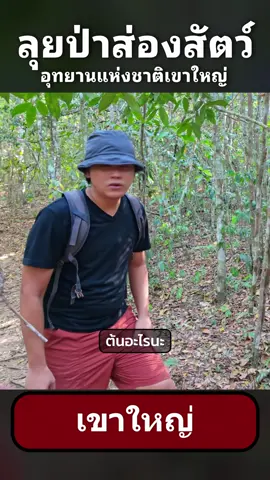 เดินป่าส่องสัตว์ อุทยานแห่งชาติ เขาใหญ่ #tiktokพาเที่ยว