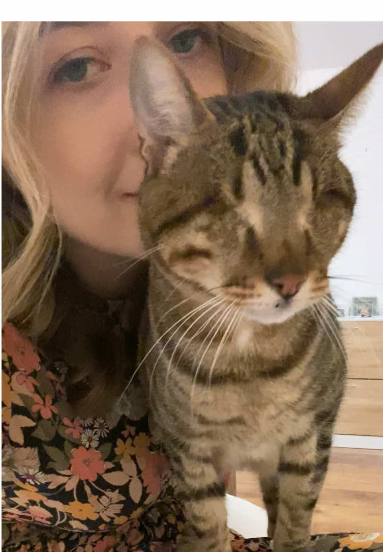 Blind cats are so affectionate 🥰 #blindcat #catlove #musicad 