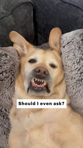 What would you do if you found this? #dog #funnydog #labrador #labradorretriever #dogsoftiktok