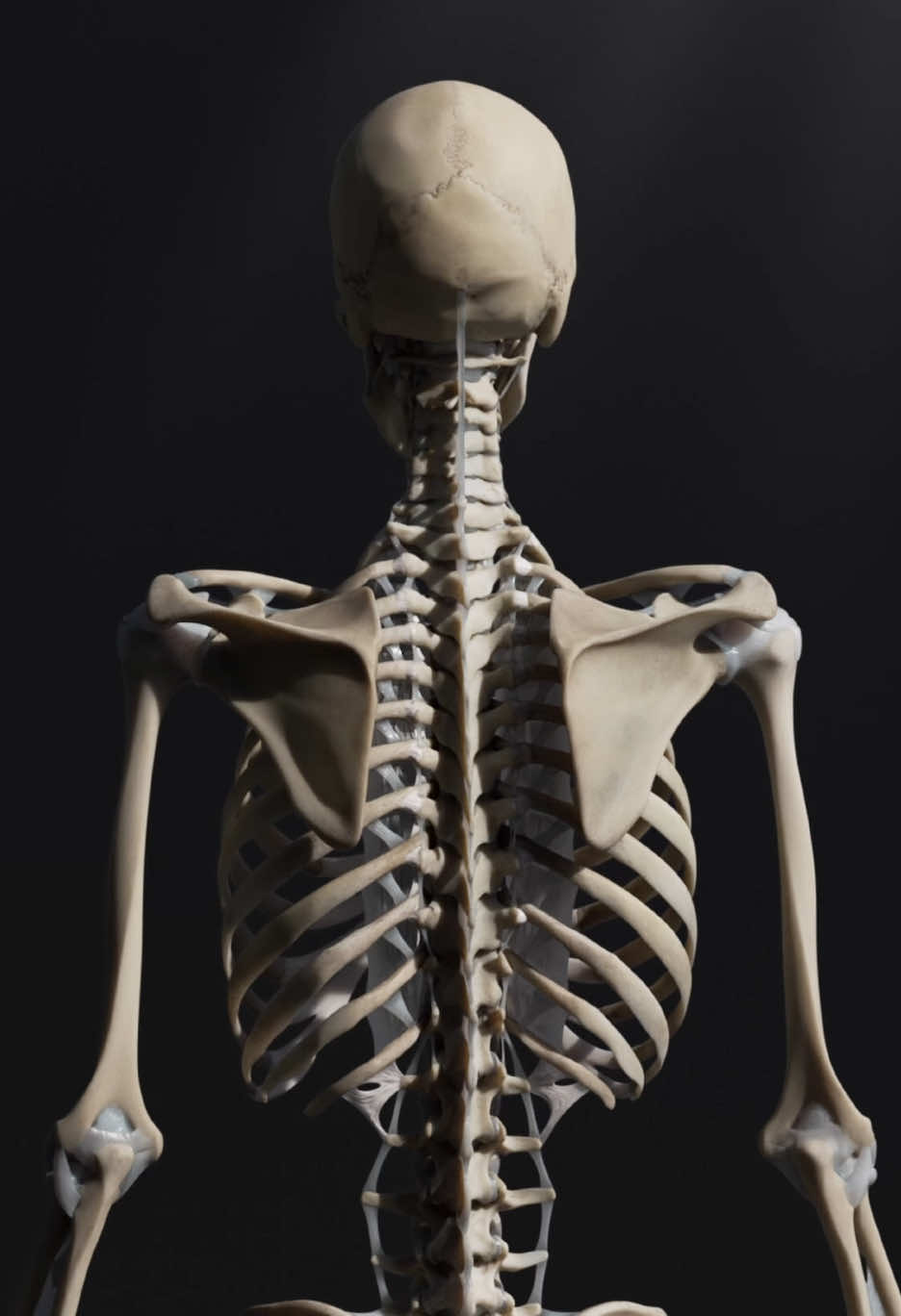 💀 The skeleton: your body’s structural masterpiece. Did you know your bones are five times stronger than steel of the same density? You’re walking around in nature’s strongest armor! 🦴 #SkeletonAnatomy #3DRender #medicaltiktok 