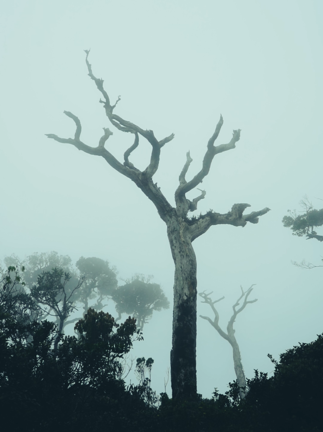 අඳුරු සුන්දරත්වය 💚 . . #misty #darkness #ohiya #nature #naturebeauty #foryou #srilanka 