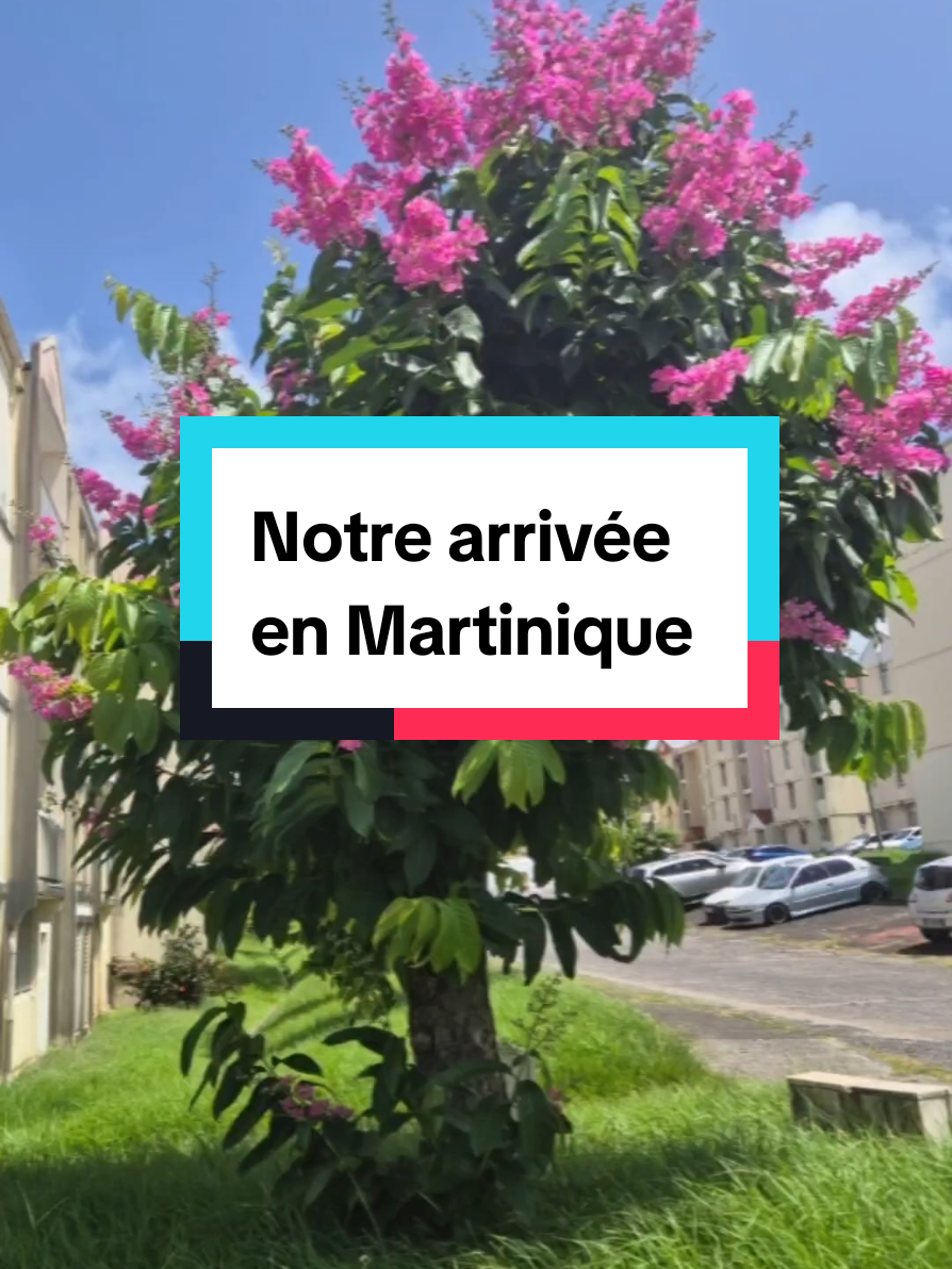 Nos premiers jours en Martinique ! ☀️ À peine arrivés, on se prend une claque de beauté ! 😍   🍌 Des bananiers… dans notre propre jardin ! 🦎 Les zandolis qui courent partout  🌿 Une végétation luxuriante 🌞 Une chaleur intense (j'étais pas prête !) 🌊 Notre première plage : l’Anse Figuier 😍 Sable fin, eau turquoise… le paradis !   On réalise peu à peu qu’on vit maintenant ici… 💜🇲🇶 💬 Tu as déjà découvert la Martinique ? Si tu y vis, dis-moi de quel coin tu es ! 😉 #nouvellevie #nature  #martinique #972🇲🇶 #ansefiguier  #plage #mada #caraibes #madinina #voyage #depart 