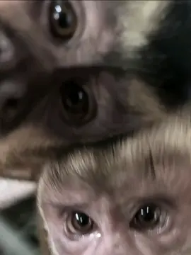 #CapCut ##fypシ #paratii #fyppppppppppppppppppppppp #teamo #parejas #novios #monitos #selfie #monito #treanding #noviosgoals 