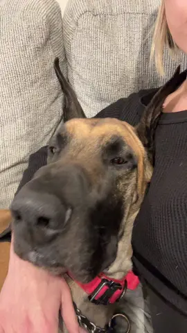 Your always going to get the 👊 stfu. #creatorsearchinsights #dog #prettydogcheck #cute #dogmom #greatdane #dane #greatdanesoftiktok #stfu #foryoupage 