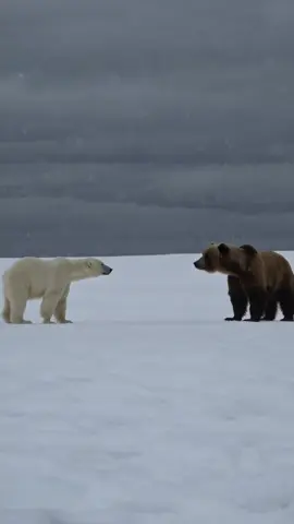 When a polar bear and a brown bear cross paths in the wild Alaskan tundra, there’s only one rule—survival of the fittest! 😱🥶 Watch as these two powerful predators clash over food in a battle of strength, strategy, and instinct! ⚔️🍖 Who do you think wins this fight? Drop 🐻 for Brown Bear or ❄️ for Polar Bear! ⬇️#polarbear #alaska #fyp 