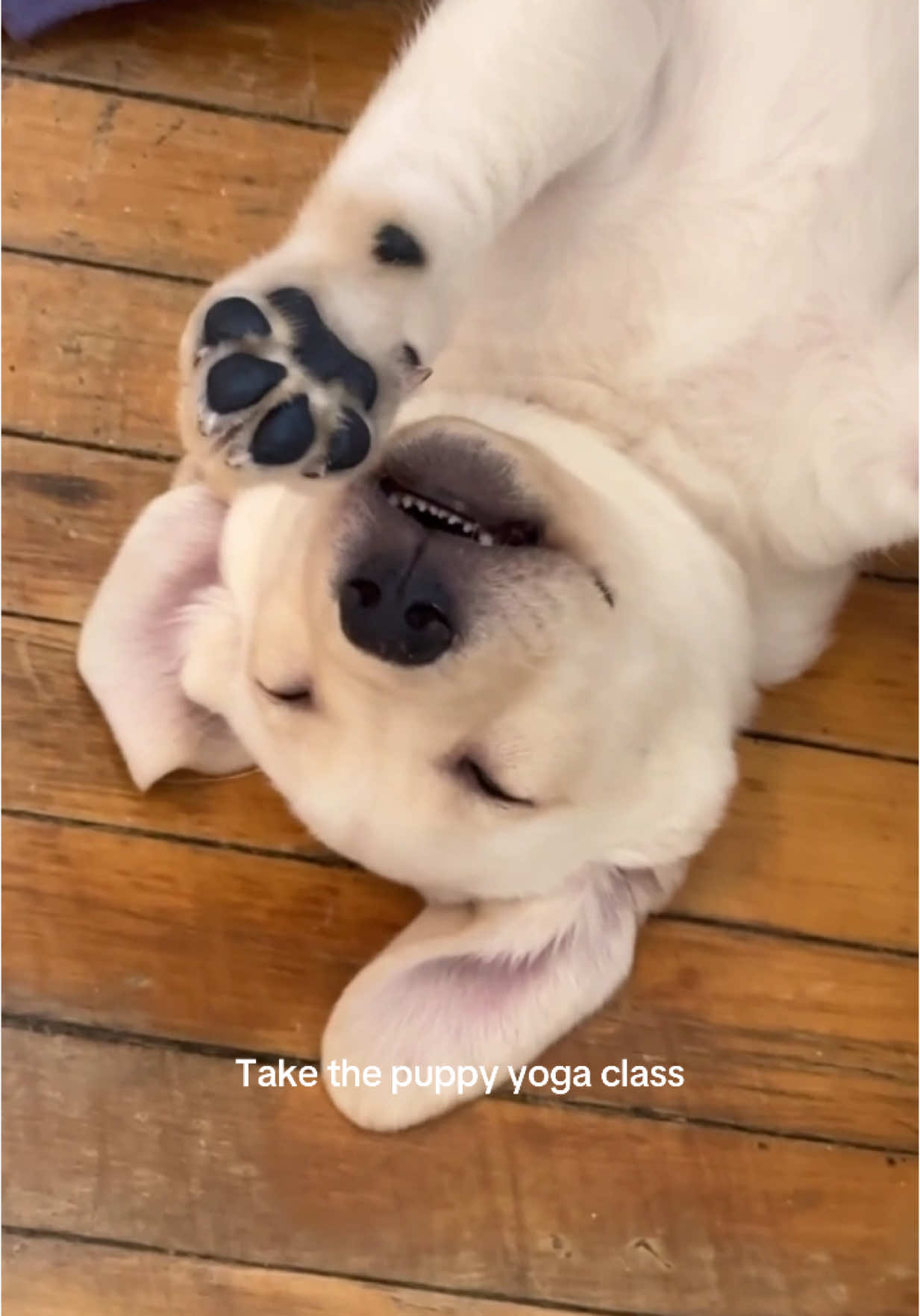 Just take it, you won't regret it 🤭 #puppyyoga #yogaclass #cutedog #puppytiktok #sleepypuppy #puppiesoftiktok #funnypuppy 